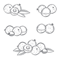 Tropical fruits. Vector  illustration