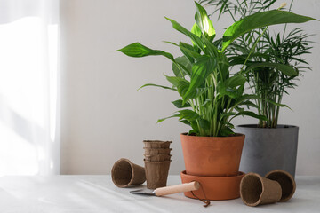 Home green plants in ceramic pots. The interior of the house. Home plant growing 