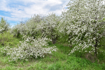 Obraz premium landscape with blooming apple trees in an abandoned garden