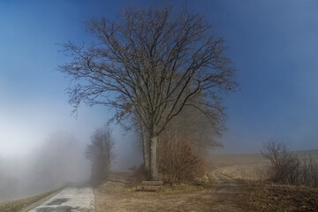 trees in the fog