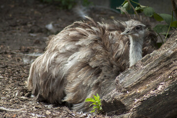 A female ostrich hiding in the shade from people visiting the zoo.