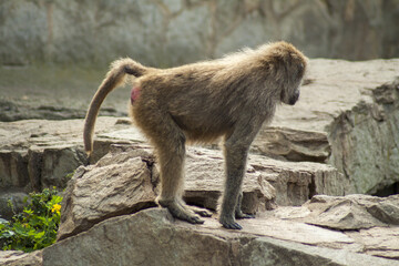 A baboon basking in the sun on hot stones.