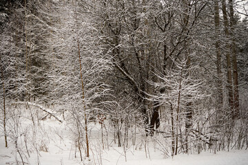 zimowe drzewa  © Marcin Łazarczyk