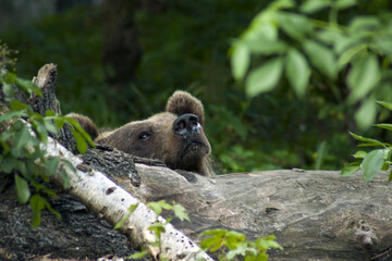 A brown bear hiding behind a tree trunk in front of people visiting the ZOO.