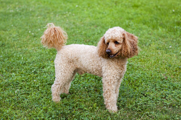 Medium apricot colored poodle lying on the grass surrounded by greenery and posing proudly for...