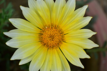 yellow dahlia flower in the garden