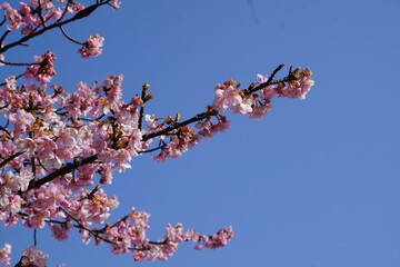 河津桜と青空