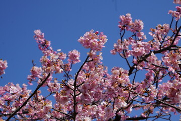 河津桜と青空