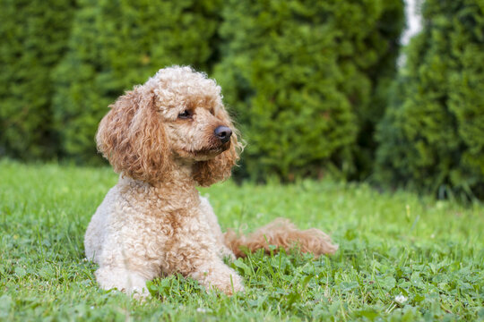Medium apricot-colored poodle lying on the grass surrounded by greenery and posing proudly for photos.