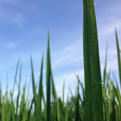 a stunning rice field view from Ubud Bali Indonesia