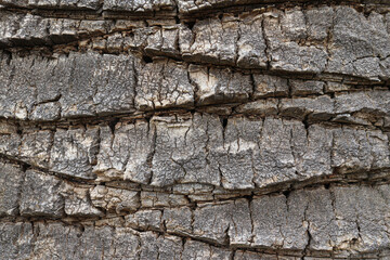 palm tree bark textured background