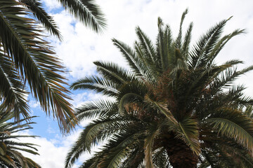 looking up at palm tree branches in a cloudy blue sky