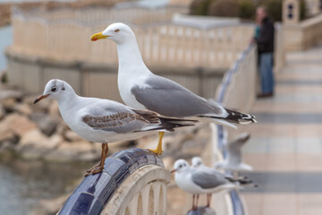 Obraz premium Altea City, Alicante, Spain