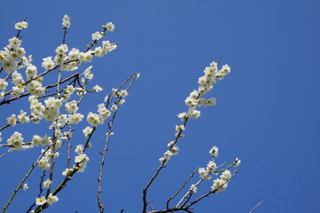 青空の梅の花