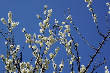 青空の梅の花