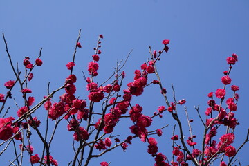 青空の紅梅