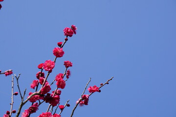青空の紅梅
