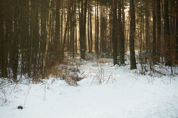 leśna zimowa ścieżka © Marcin Łazarczyk