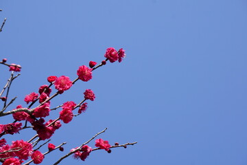 青空の紅梅