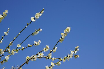 青空の梅の花