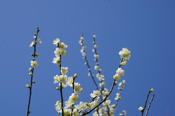青空の梅の花