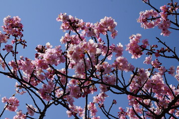 河津桜