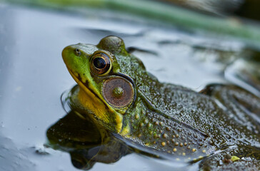 frog in the pond