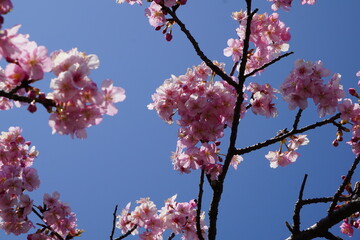 河津桜