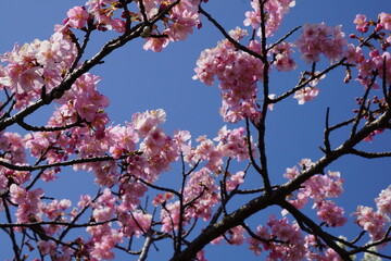 河津桜