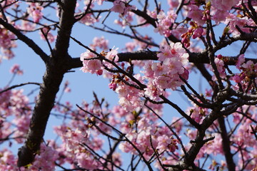 河津桜