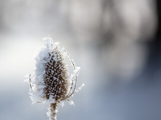 frozen scene - hoarfrost plants #2