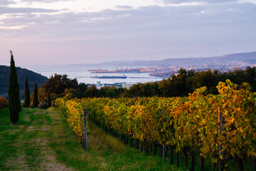 Sunset at wine yard with city and sea behind.
