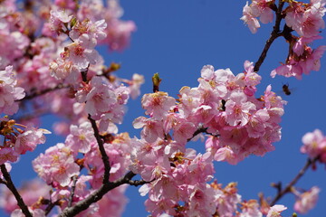 河津桜