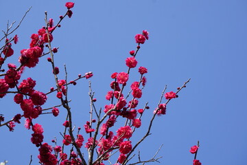 青空の紅梅
