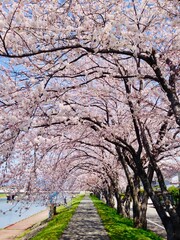 cherry blossom in spring