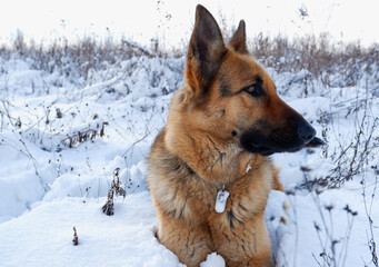 German shepherd dog lies in the snow on a winter meadow.