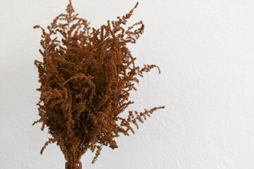 Close-up of dry brown grass on a gray background. Dried Herb Bunch