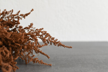 Close-up of dry brown grass on a gray background. Dried Herb Bunch