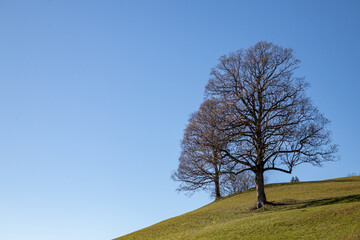 Fototapeta premium zwei Bäume warten auf den Frühling auf einem grünen Hügel unter blauem Himmel