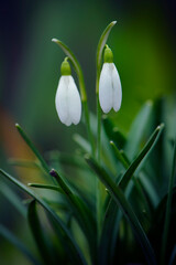 spring forest flower delicate snowdrop. First young snowdrops have already blossomed in the forest. Beautiful white flower as a symbol of spring close up. Wild sprouts in woods