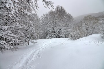 Forest in snowy winter landscape: Tree branches covered with fresh snow after a heavy snowfall