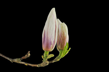 Closed blossom of a magnolia tree on black background