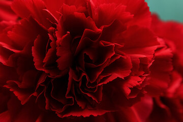 carnation flower background