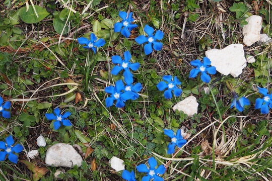 Fr&uuml;hlings-Enzian, Schusternagerl, Schustern&auml;gele, Rauchfangkehrer, Himmelsbl&auml;ueli, Herrgottsliechtli, Tintabluoma oder Himmelsstengel (Gentiana verna). Seiser Alm, Dolomiten, S&uuml;dtirol 
