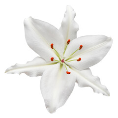 white lily fower isolated