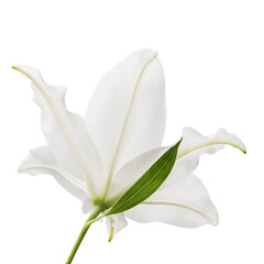 white lily fower isolated