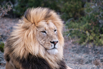 Fototapeta na wymiar male lion in the wild