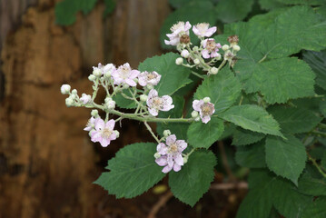 Bombeerblüten mit Dornen 415255339
