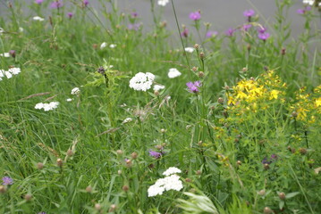 Blumenwiese am Seeufer 416255354 bunt © manuela_merl
