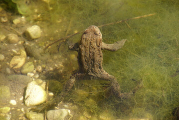 Erdkröte Rückenansicht stehend schwimmend im Teich 416255385 Bufo bufo